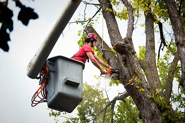 The Steps Involved in Our Tree Care Process in Eagle, ID